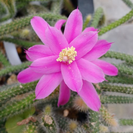 Aporocactus flagelliformis Cactus queuederat Boutures