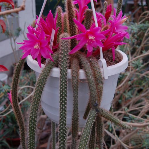 Aporocactus flagelliformis Cactus queuederat Boutures