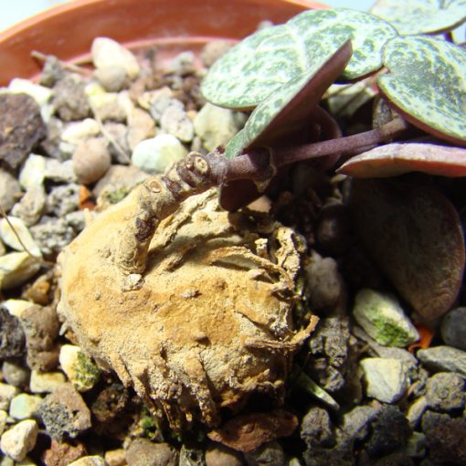 Ceropegia woodii String of Hearts Bulbs