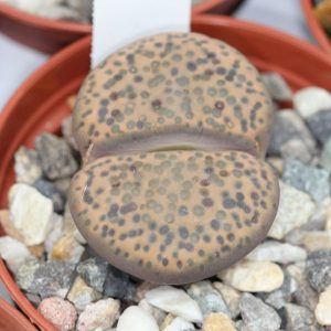 Lithops fulviceps - Living Stones - Plants