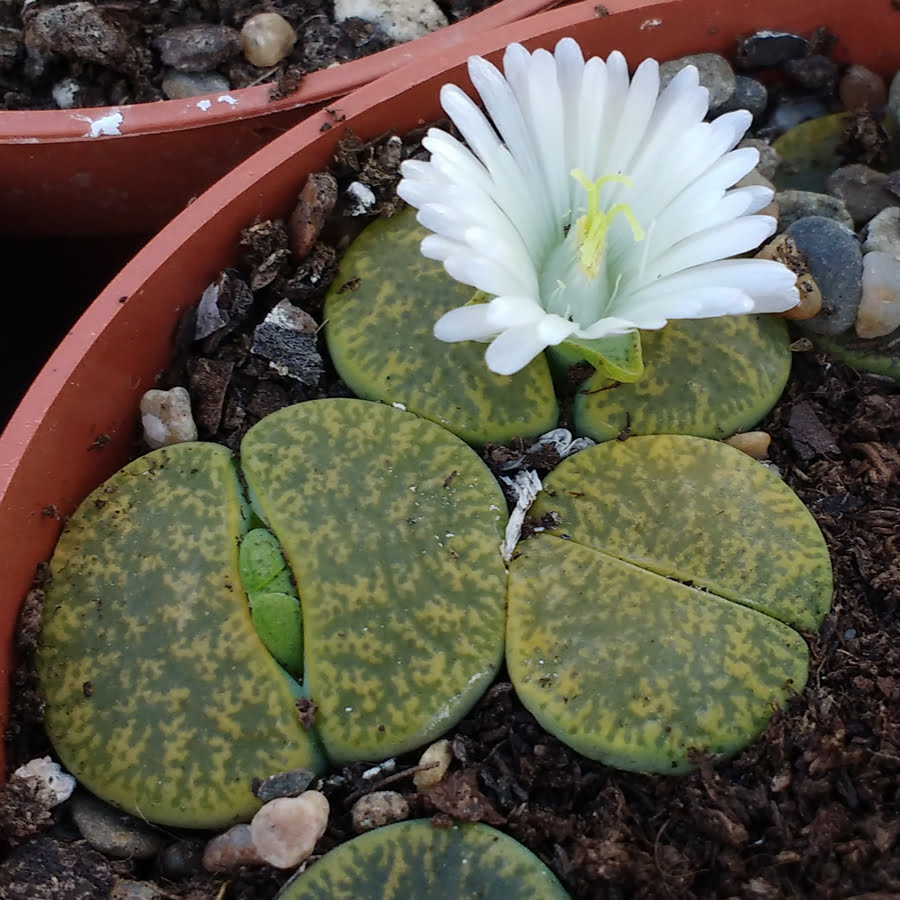 50 Samen Lithops lesliei form albinica lebendige Steine,G