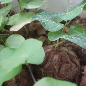 Dioscorea Hottentot Bread - Plants - Sunnyplants.com