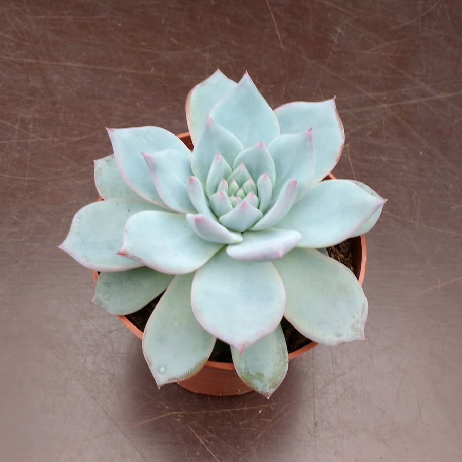 Echeveria Blue Bird - Cuttings - Sunnyplants.com