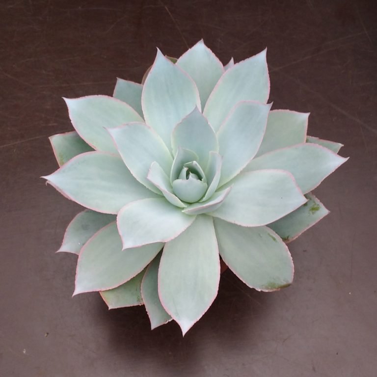 Echeveria Mixed Seeds