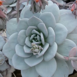 Echeveria laui - Boutures