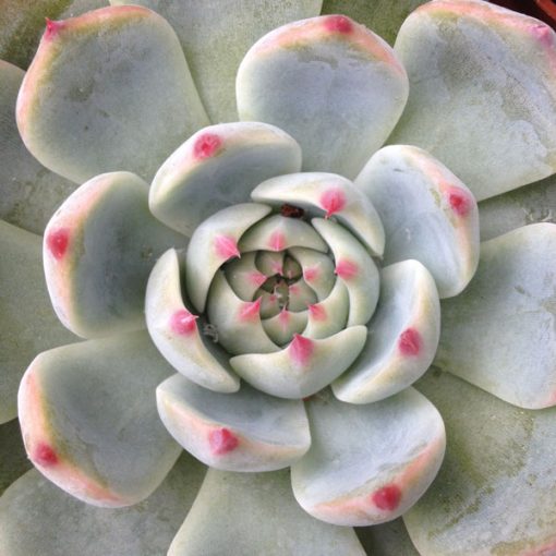 Echeveria Mixed Seeds
