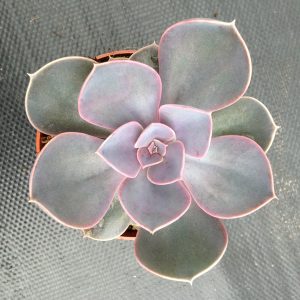 Echeveria Perle von Nurnberg - Cuttings