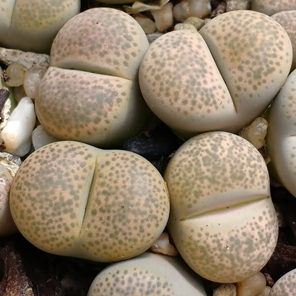 Lithops localis (terricolor) - Living Stones - Plants