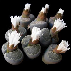 Lithops salicola - Living Stones - Seeds