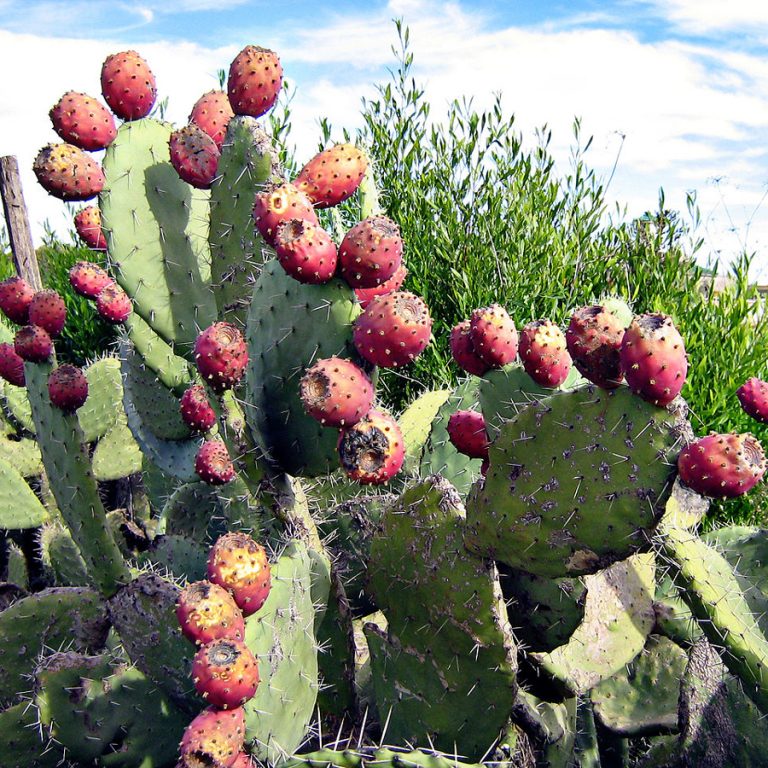 Opuntia ficusindica Prickly Pear Seeds