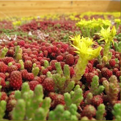 Seeds > 20 types-Blooming roofs-Roof-ROCKERY Sedum Mix 500