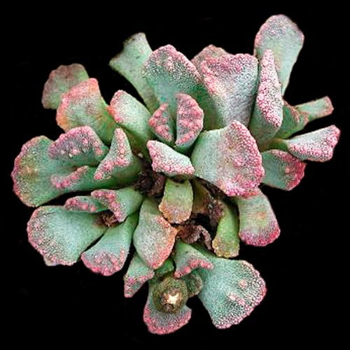 Titanopsis fulleri - Lebende Steine - Pflanzen