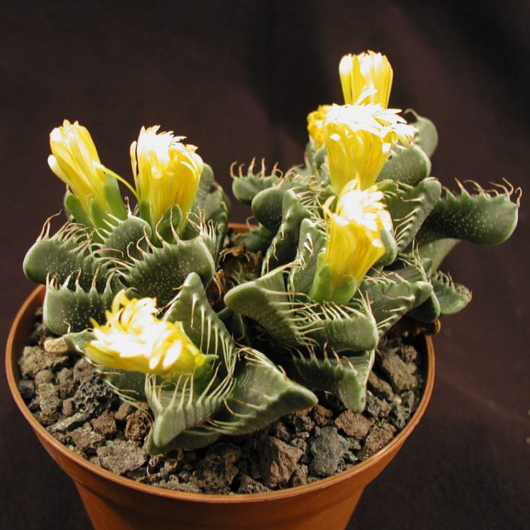 Tropica - Cactus - (Faucaria Trigrina) - 40 Semi - 3