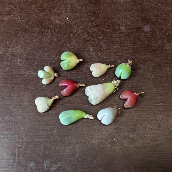 Levende Edelsteentjes - Mini Vetplantjes
