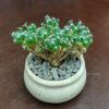 Trichodiadema densum - Plants