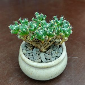 Trichodiadema densum - Seeds
