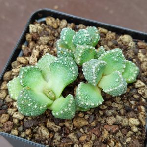 Aloinopsis lodewykii - Living Stones - Plants