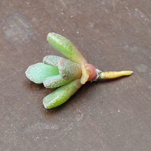 Aloinopsis spathulata - Levende Steentjes - Planten