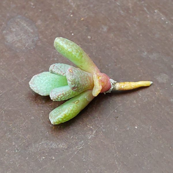 Aloinopsis spathulata - Lebende Steine - Pflanzen