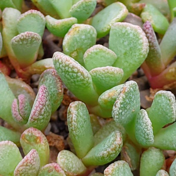 Aloinopsis spathulata - Pierres Vivantes - Plantes