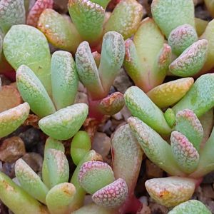Aloinopsis spathulata - Living Stones - Plants