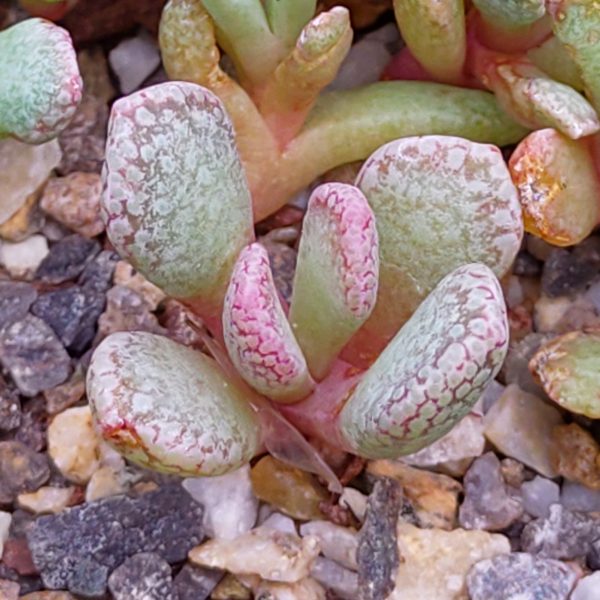 Aloinopsis spathulata - Lebende Steine - Pflanzen