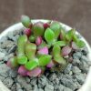 Anacampseros rufescens Sunrise - Plants