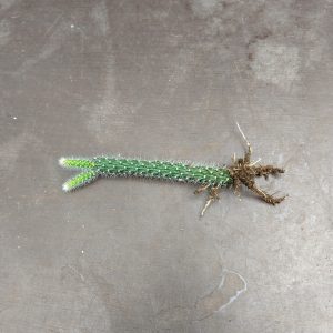 Aporocactus flagelliformis - Rattail Cactus - Cuttings