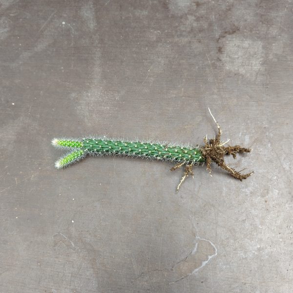Aporocactus flagelliformis - Rattail Cactus - Cuttings