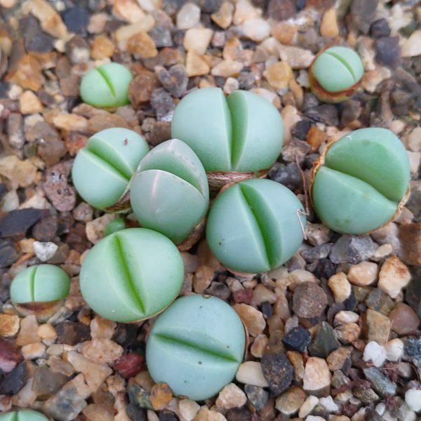 Argyroderma delaetii - Living Stones - Plants