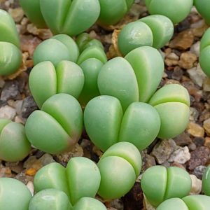 Argyroderma fissum - Living Stones - Plants