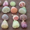 Baby Lithops Plants - Living Stones - Plants
