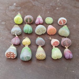 Baby Lithops Plants - Living Stones - Plants