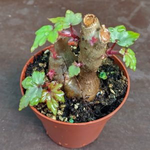 Begonia dregei - Baobab Begonia - Plantes