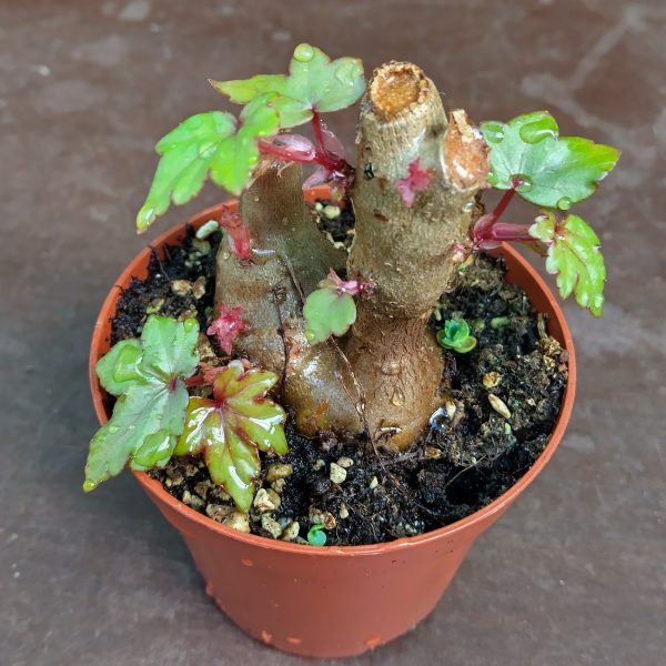 Begonia dregei - Baobab Begonia - Plantes