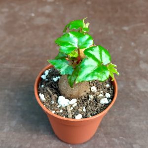 Begonia dregei - Baobab Begonia - Planten