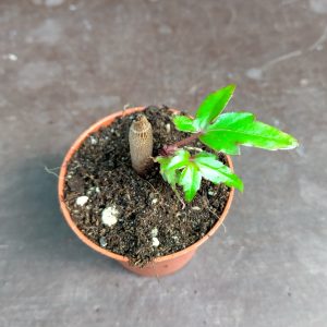 Begonia dregei - Baobab Begonia - Plantes