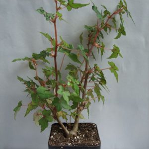 Begonia dregei Partita - Pflanzen