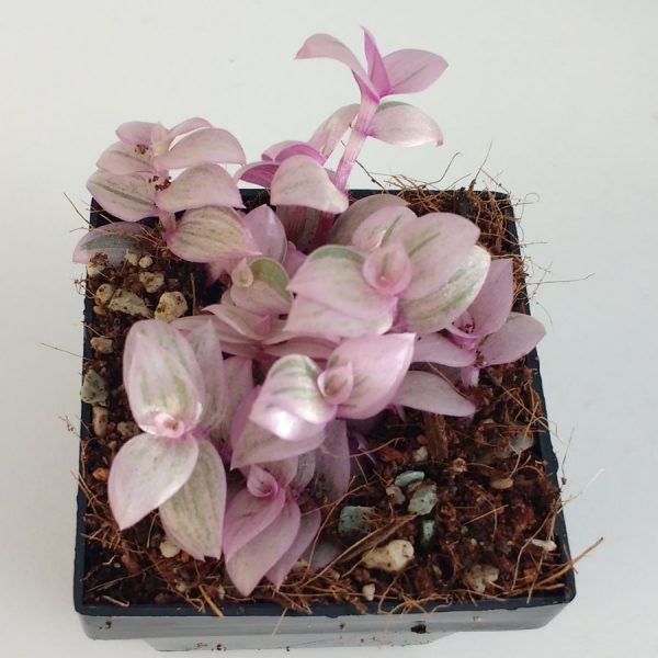 callisia repens variegata
