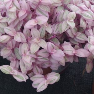 Callisia repens variegata - Stecklinge
