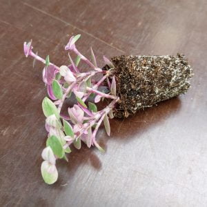 callisia repens variegata
