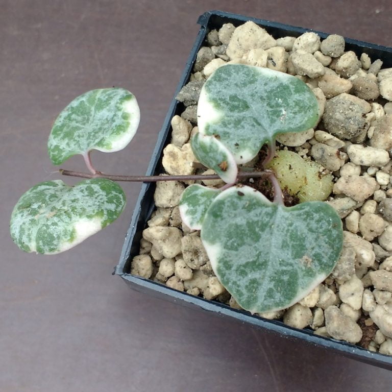 Ceropegia woodii variegata String of Hearts Bulbs