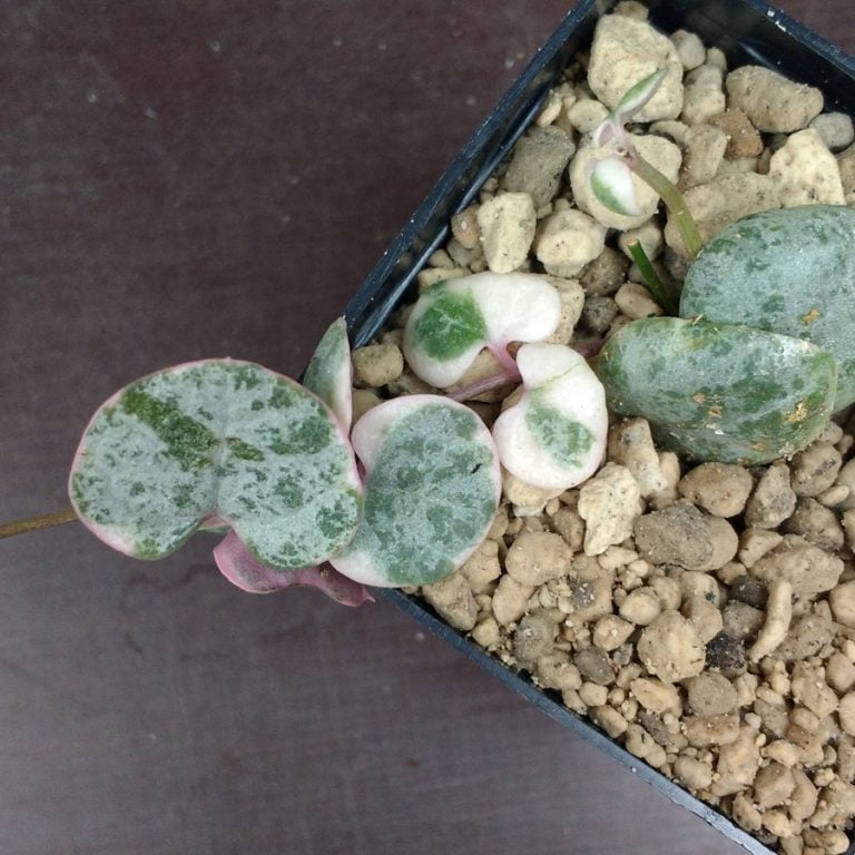 Ceropegia woodii variegata String of Hearts Bulbs