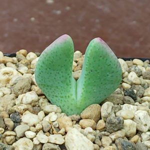 Cheiridopsis denticulata - Levende Steentjes - Planten