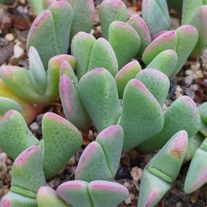 Cheiridopsis denticulata - Pierres Vivantes - Plantes