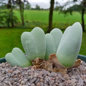 Cheiridopsis pillansii - Levende Steentjes - Planten