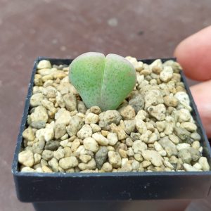 Cheiridopsis pillansii - Pierres Vivantes - Plantes