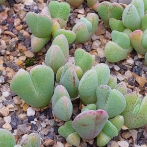 Cheiridopsis pillansii - Levende Steentjes - Planten