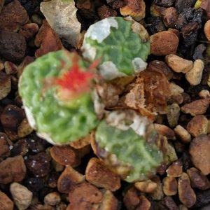 Conophytum angelicae tetragonum