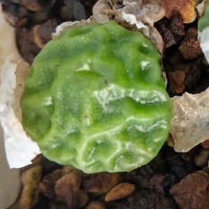 Conophytum angelicae tetragonum